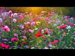 Elenco dei nomi dei fiori. Auguri Buon Compleanno Immagini Fiori Buono Compelanno Collection Immagini Fiori Di Campo Coltivare I Fiori Fiori
