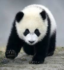 This is where you'll discover fun (and furry!) animal facts about our planet's incredible wildlife. Animalfactguide Com A Free Pdf Of A Giant Panda Maze Giant Panda Bear Panda Bear Giant Panda