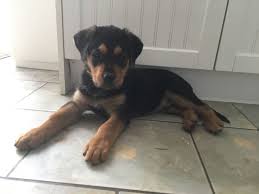 Are chocolate labrador retrievers good family pets? Rottweiler Cross Labrador Puppies For Sale Off 59 Www Usushimd Com