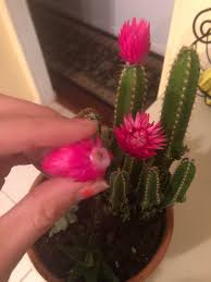 Maybe you would like to learn more about one of these? I Bought A Real Cactus With Glued On Flowers Mildlyinfuriating