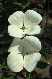 Check spelling or type a new query. Get Venus Flowering Dogwood In Mi At English Gardens Nurseries Serving Clinton Township Dearborn Heights Eastpointe Royal Oak West Bloomfield And The Plymouth Ann Arbor Michigan Areas