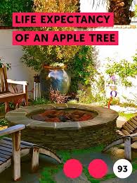 Learn Life Expectancy Of An Apple Tree How To Guides Tips And Tricks Garden Soil Plants Rose Care