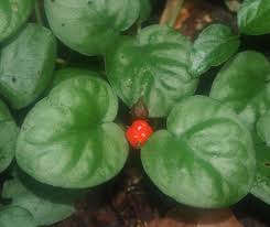 Image result for Geophila repens