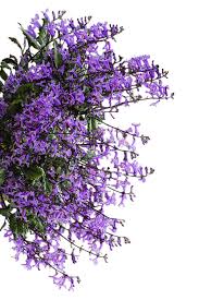 Image result for Monadenium laeve