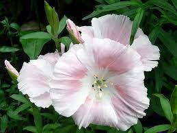 Godetia Planting And Care Growing From Seeds Photo