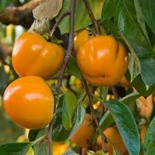 Image result for Diospyros