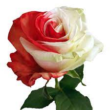 Our florists use only the freshest flowers red and white flower arrangement. Red And White Tinted Roses Bicolor Roses Online Flower Explosion
