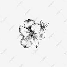 Tidak hanya gambar bunga hiasan pinggir, kamu juga bisa temukan berbagai macam hal seputar bunga, seperti berikut ini saya akan berbagi cara membuat ornamen / hiasan pinggir dengan cara manual. Gambar Bunga Kamboja Yang Indah Berwarna Hitam Dan Putih Kamboja Bunga Kamboja Bunga Png Dan Vektor Dengan Latar Belakang Transparan Untuk Unduh Gratis