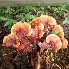 Image result for Ganoderma lucidum