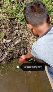 Simak juga informasi dan tulisan menarik lainnya di. Ikan Laga Kampung Takyah Beli Dapat Kat Parit Je Ceritera Si Gadis Biru