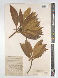 Image result for Breonadia