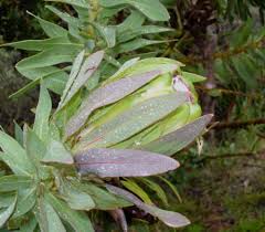 Image result for Monodora junodii