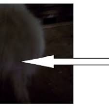 Common questions and answers about amlodipine side effects hair loss. Pdf Toxicity Effects Of Amlodipine On The Testis Histology In Adult Wistar Rats