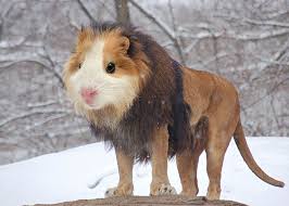 Can you imagine the scene? 15 New Animal Species Bred In Photoshop Bored Panda