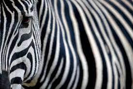 Tigers and other wild cat species depend on the wild for their food and habitat. Why Do Zebras Have Stripes Scientists Camouflaged Horses To Find Out The New York Times