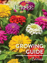 Maybe you would like to learn more about one of these? Learn About Zinnias Burpee