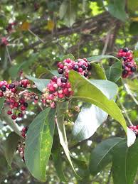 Image result for Syzygium cumini