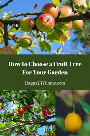 Maybe you would like to learn more about one of these? How To Plant Fruit Trees In Your Garden Happy Diy Home