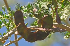 Image result for Faidherbia albida