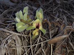 Image result for Rhynchosia nyasica