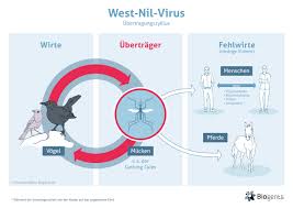 Bei einer schwächung des immunsystems ) eine erneute infektion (reinfektion) hervorzurufen. Das West Nil Virus Wnv Biogents Ag