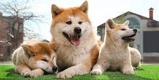These dogs are large, solid, and powerful. Akita Inu Growth Chart When Do Akitas Stop Growing