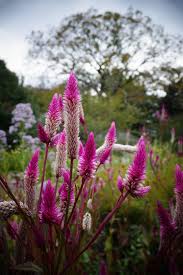 Celosia Spicata Flamingo Feather Pink Spikes Pink Flowers Flamingo