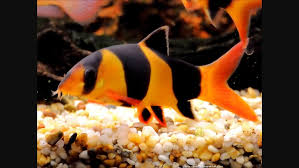 Botia Macracanthus Aquarium Fish Freshwater Fish Beautiful Fish