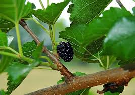 lá dâu tằm chữa mất ngủ