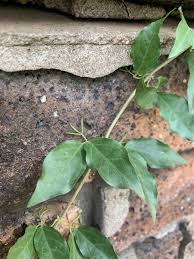 Image result for Dolichandra unguis-cati