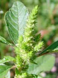 Image result for Acalypha psilostachya
