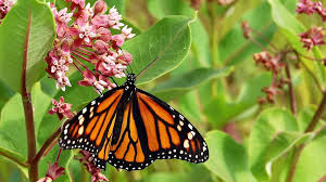 The monarch butterfly or simply monarch (danaus plexippus) is a milkweed butterfly (subfamily danainae) in the family nymphalidae. Monarch Butterfly Perennial Seed Collection American Meadows