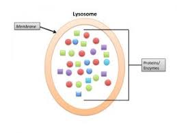 Autophagy Extracellular Fluid Organelles Nuclear Membrane