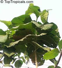 Image result for Tectona grandis