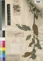 Image result for Phragmanthera polycrypta