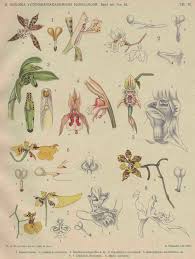 Image result for Platycoryne pervillei