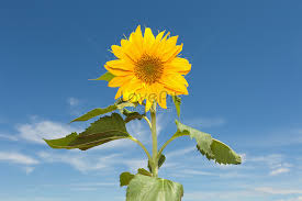 Floweradvisor yogyakarta menyediakan layanan pengiriman buket bunga dengan harga terjangkau dalam mata uang idr. Bunga Matahari Melawan Langit Biru Gambar Unduh Gratis Foto 501523798 Format Gambar Jpg Lovepik Com