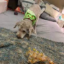 Forlocations, the world's best for store locations and hours. Petco 10 Reviews Pet Training 1694 Boston Rd Springfield Ma Phone Number Yelp