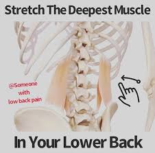 The Quadratus Lumborum Is Considered The Deepest Muscle In The Lower Back It Attaches From The L Hip Strengthening Exercises Strengthening Exercises Muscle