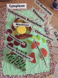 The lotus is often confused with the true water lilies of genus nymphaea, in particular n. Plant Cell Cake Plant Cell Project Edible Cell Project Plant Cell Model