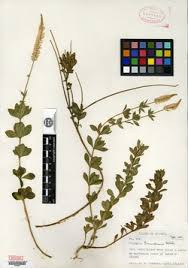 Image result for Polygala arenicola