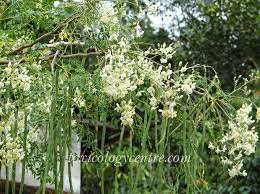 Ayurvedic Medicinal Plants Moringa Oleifera Lam Medicinal Plants Plants Moringa