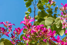 These flowers in hong kong, in a similar way to hong kong chinese keeping goldfish, are bestowed throughout the home in a quest to attract good luck, wealth. How The Bauhinia Flower Became Hong Kong S Emblem South China Morning Post