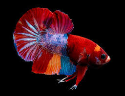 Secara gamblang, beda yang mendasar antara cupang koi dan fancy atau marble ialah pada corak dan jumlah warna di badannya. Premium Photo Fancy Koi Galaxy Betta Fish