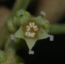 Image result for Metteniusaceae