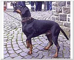 Black And Tan Foxhound Puppies Black And Tan Virginia Foxhound The Fox And The Hound Every Dog Breed Hound Puppies
