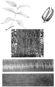 Image result for Oldfieldia macrocarpa