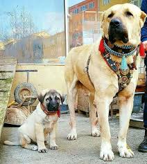Kangal Coban Kopegi Www Gannicus Com Tr Kangal Kopegi Kedi Kopek Akbas