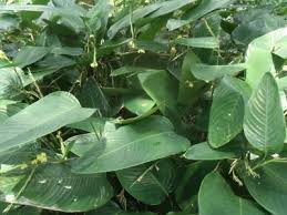 Image result for Marantochloa