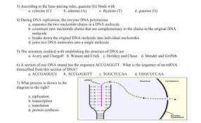 During the gap between dna synthesis and mitosis, the cell will continue to grow and produce new proteins. Dna Replication Worksheet Answer Key Quizlet Diagram The Cell Cycle Diagram Quizlet Full Version Hd Quality Diagram Quizlet Airpvdiagram Tickit It Helicase Comes In And Unzips The Helix By Breaking
